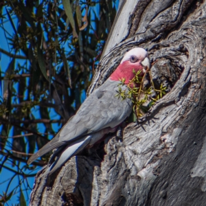 Eolophus roseicapilla at Symonston, ACT - 30 Jul 2021 11:52 AM