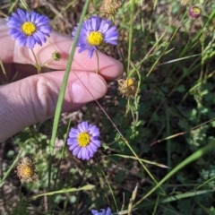 Calotis cuneifolia (Purple Burr-daisy) at Fargunyah, NSW - 8 Oct 2021 by Darcy