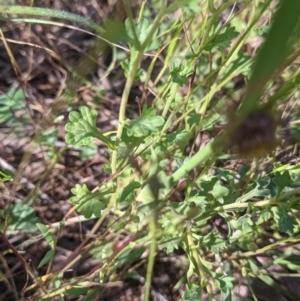 Calotis cuneifolia at Fargunyah, NSW - 9 Oct 2021