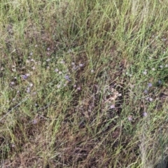 Calotis cuneifolia at Fargunyah, NSW - 9 Oct 2021