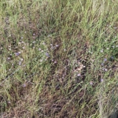 Calotis cuneifolia at Fargunyah, NSW - 9 Oct 2021 09:51 AM
