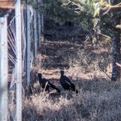 Gymnorhina tibicen (Australian Magpie) at Fargunyah, NSW - 9 Oct 2021 by Darcy