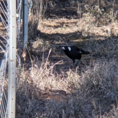 Gymnorhina tibicen at Fargunyah, NSW - 9 Oct 2021 09:54 AM