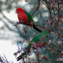 Alisterus scapularis (Australian King-Parrot) at Chapman, ACT - 4 Jul 2021 by ChrisAppleton