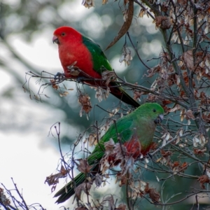 Alisterus scapularis at Chapman, ACT - 4 Jul 2021