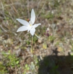 Glossodia major (Wax Lip Orchid) at Mulligans Flat - 9 Oct 2021 by mlech