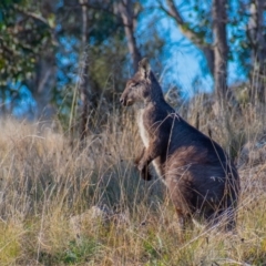 Osphranter robustus robustus (Eastern Wallaroo) at Cooleman Ridge - 15 Jun 2021 by Chris Appleton