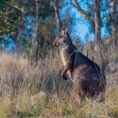 Osphranter robustus robustus (Eastern Wallaroo) at Stromlo, ACT - 15 Jun 2021 by ChrisAppleton
