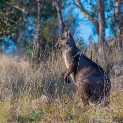 Osphranter robustus (Wallaroo) at Stromlo, ACT - 15 Jun 2021 by Chris Appleton