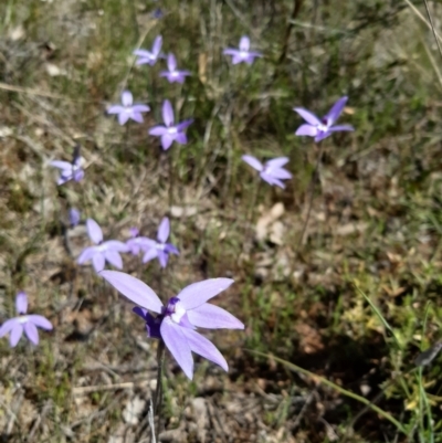 Glossodia major (Wax Lip Orchid) at Sutton, NSW - 9 Oct 2021 by mlech