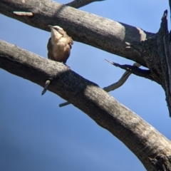 Pomatostomus temporalis temporalis (Grey-crowned Babbler) at Fargunyah, NSW - 8 Oct 2021 by Darcy