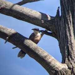 Pomatostomus temporalis temporalis at Fargunyah, NSW - 9 Oct 2021