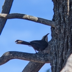 Pomatostomus temporalis temporalis at Fargunyah, NSW - 9 Oct 2021