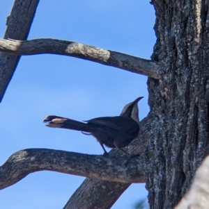 Pomatostomus temporalis temporalis at Fargunyah, NSW - 9 Oct 2021