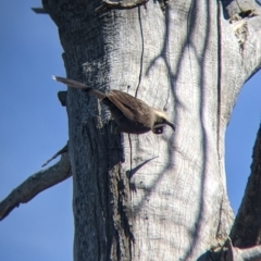 Pomatostomus temporalis temporalis at Fargunyah, NSW - 9 Oct 2021