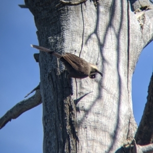 Pomatostomus temporalis temporalis at Fargunyah, NSW - 9 Oct 2021