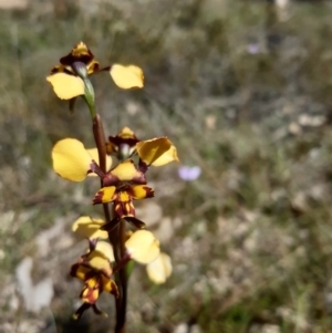 Diuris pardina at Sutton, NSW - 9 Oct 2021