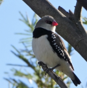 Stagonopleura guttata at Chapman, ACT - suppressed