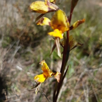 Diuris sp. (hybrid) (Hybrid Donkey Orchid) at Sutton, NSW - 9 Oct 2021 by mlech