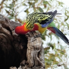 Platycercus eximius (Eastern Rosella) at Cooleman Ridge - 25 Nov 2019 by Chris Appleton