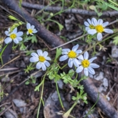 Brachyscome dentata at Fargunyah, NSW - 9 Oct 2021 by Darcy