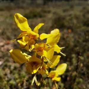 Diuris sp. (hybrid) at Bonner, ACT - 9 Oct 2021