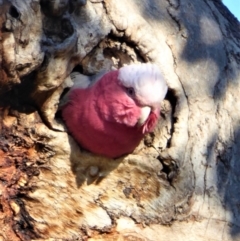 Eolophus roseicapilla (Galah) at Cooleman Ridge - 14 May 2019 by Chris Appleton