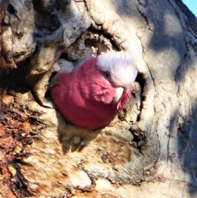 Eolophus roseicapilla (Galah) at Cooleman Ridge - 14 May 2019 by Chris Appleton