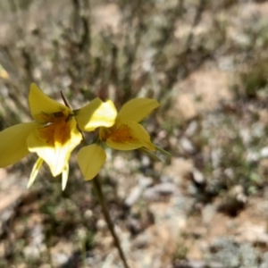 Diuris amabilis at Bonner, ACT - suppressed