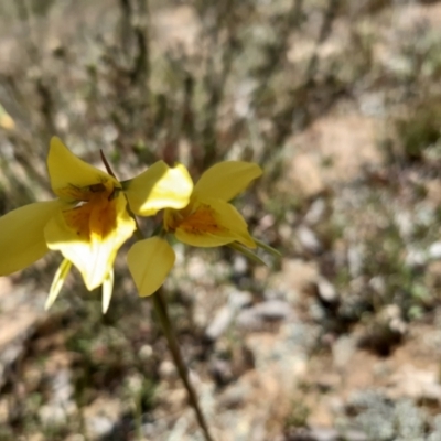 Diuris amabilis (Large Golden Moth) at Mulligans Flat - 16 Oct 2021 by mlech