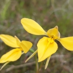 Diuris amabilis at Bonner, ACT - suppressed