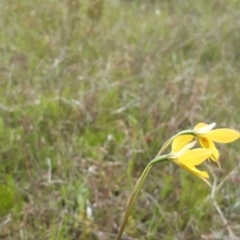 Diuris amabilis at Bonner, ACT - suppressed