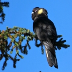 Zanda funerea (Yellow-tailed Black-Cockatoo) at Chapman, ACT - 5 May 2020 by Chris Appleton