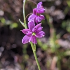 Arthropodium minus (Small Vanilla Lily) at Fargunyah, NSW - 9 Oct 2021 by Darcy