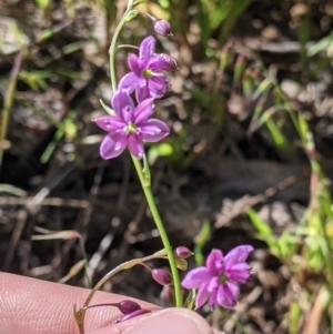 Arthropodium minus at Fargunyah, NSW - 9 Oct 2021 10:11 AM