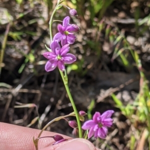 Arthropodium minus at Fargunyah, NSW - 9 Oct 2021