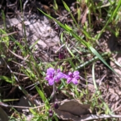 Arthropodium minus at Fargunyah, NSW - 9 Oct 2021