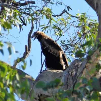 Aquila audax (Wedge-tailed Eagle) at Cooleman Ridge - 9 Feb 2019 by Chris Appleton