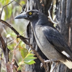 Strepera versicolor (Grey Currawong) at Fisher, ACT - 4 Nov 2018 by ChrisAppleton