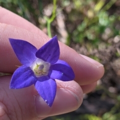 Wahlenbergia sp. (Bluebell) at Fargunyah, NSW - 9 Oct 2021 by Darcy