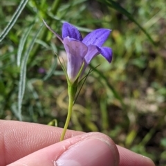 Wahlenbergia sp. at Fargunyah, NSW - 9 Oct 2021 10:11 AM