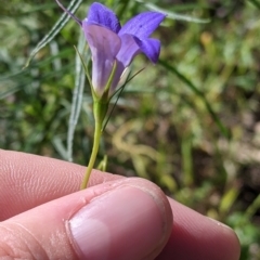 Wahlenbergia sp. at Fargunyah, NSW - 9 Oct 2021 10:11 AM