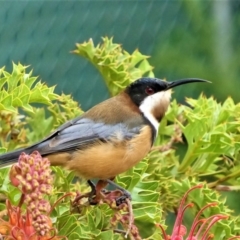 Acanthorhynchus tenuirostris (Eastern Spinebill) at Yarralumla, ACT - 17 Mar 2019 by Chris Appleton