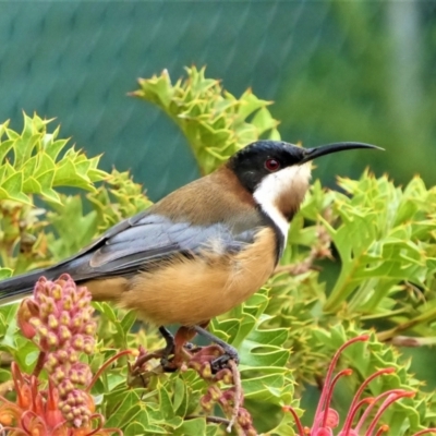 Acanthorhynchus tenuirostris (Eastern Spinebill) at Yarralumla, ACT - 17 Mar 2019 by ChrisAppleton