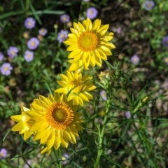 Xerochrysum viscosum (Sticky Everlasting) at Fargunyah, NSW - 9 Oct 2021 by Darcy