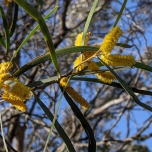 Acacia doratoxylon at Fargunyah, NSW - 9 Oct 2021 10:14 AM