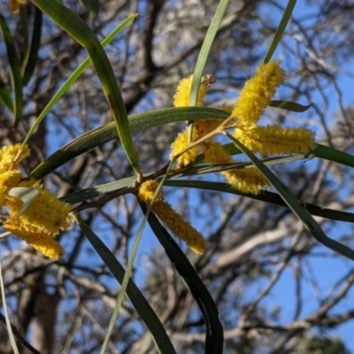 Acacia doratoxylon (Currawang) at Fargunyah, NSW - 9 Oct 2021 by Darcy