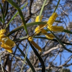 Acacia doratoxylon (Currawang) at Fargunyah, NSW - 8 Oct 2021 by Darcy