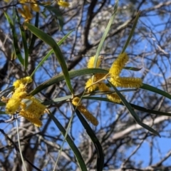 Acacia doratoxylon at Fargunyah, NSW - 9 Oct 2021