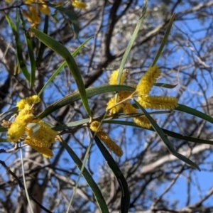 Acacia doratoxylon at Fargunyah, NSW - 9 Oct 2021 10:14 AM